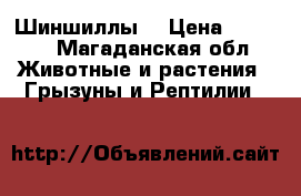 Шиншиллы  › Цена ­ 7 000 - Магаданская обл. Животные и растения » Грызуны и Рептилии   